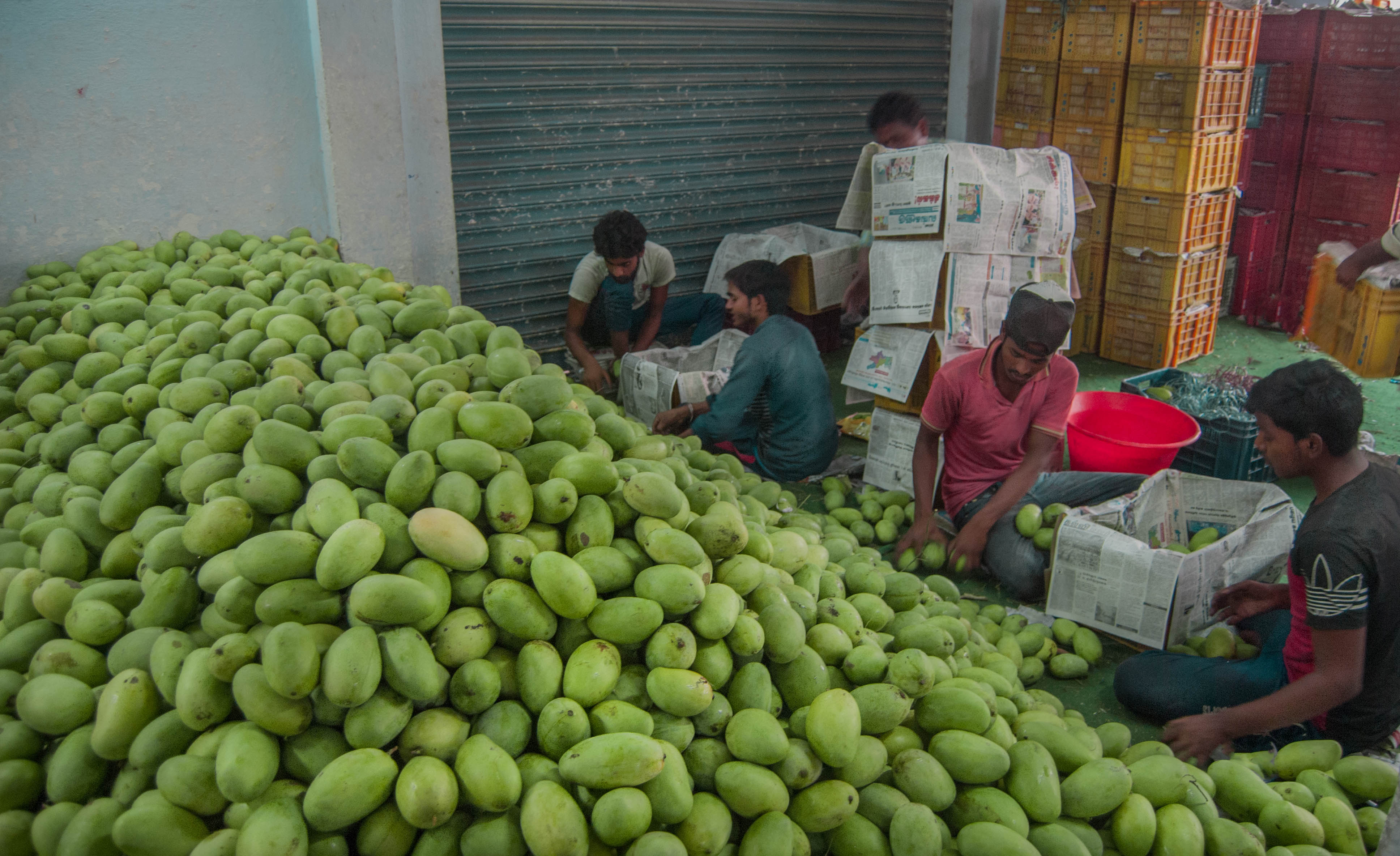 mangoes