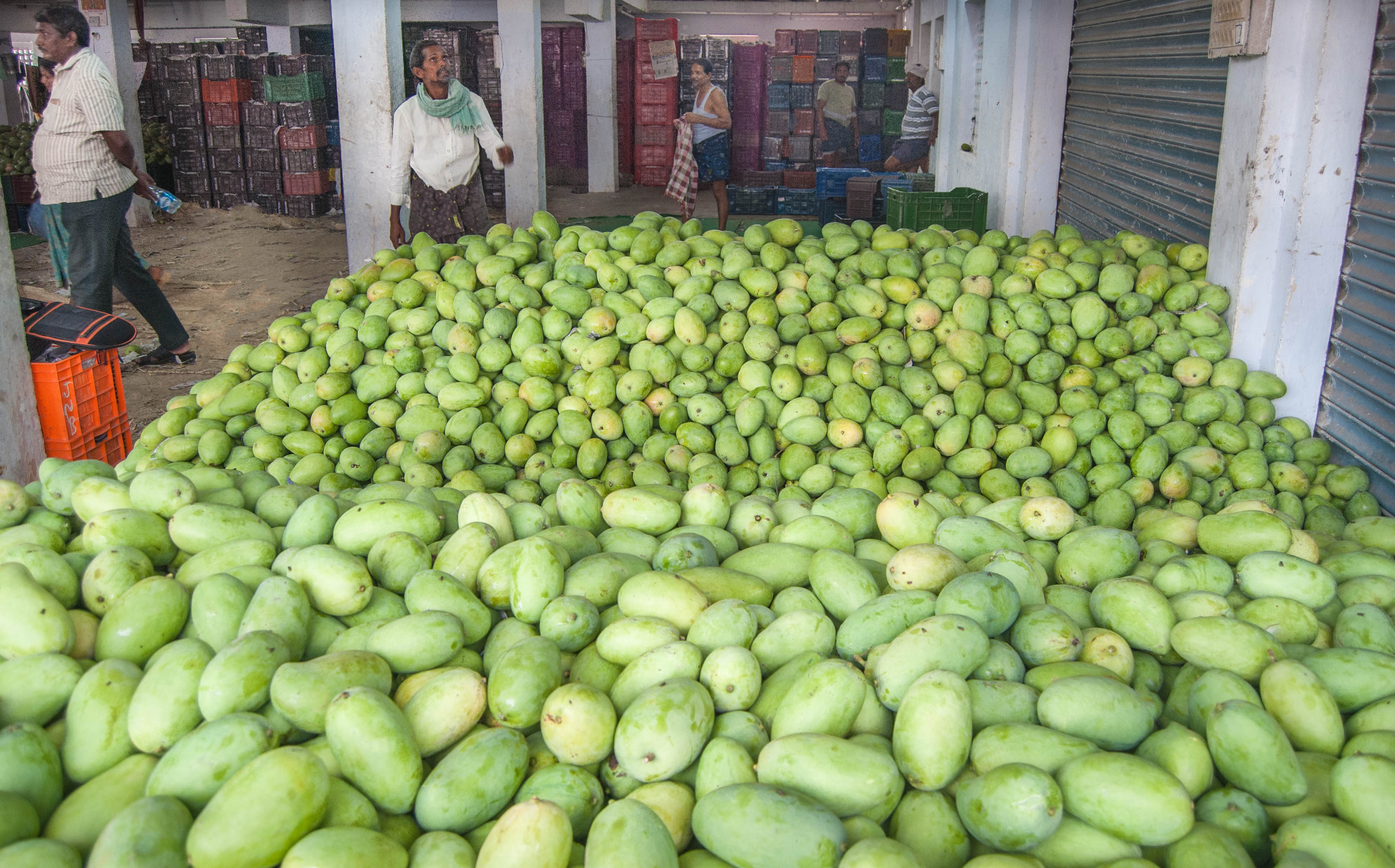 mangoes