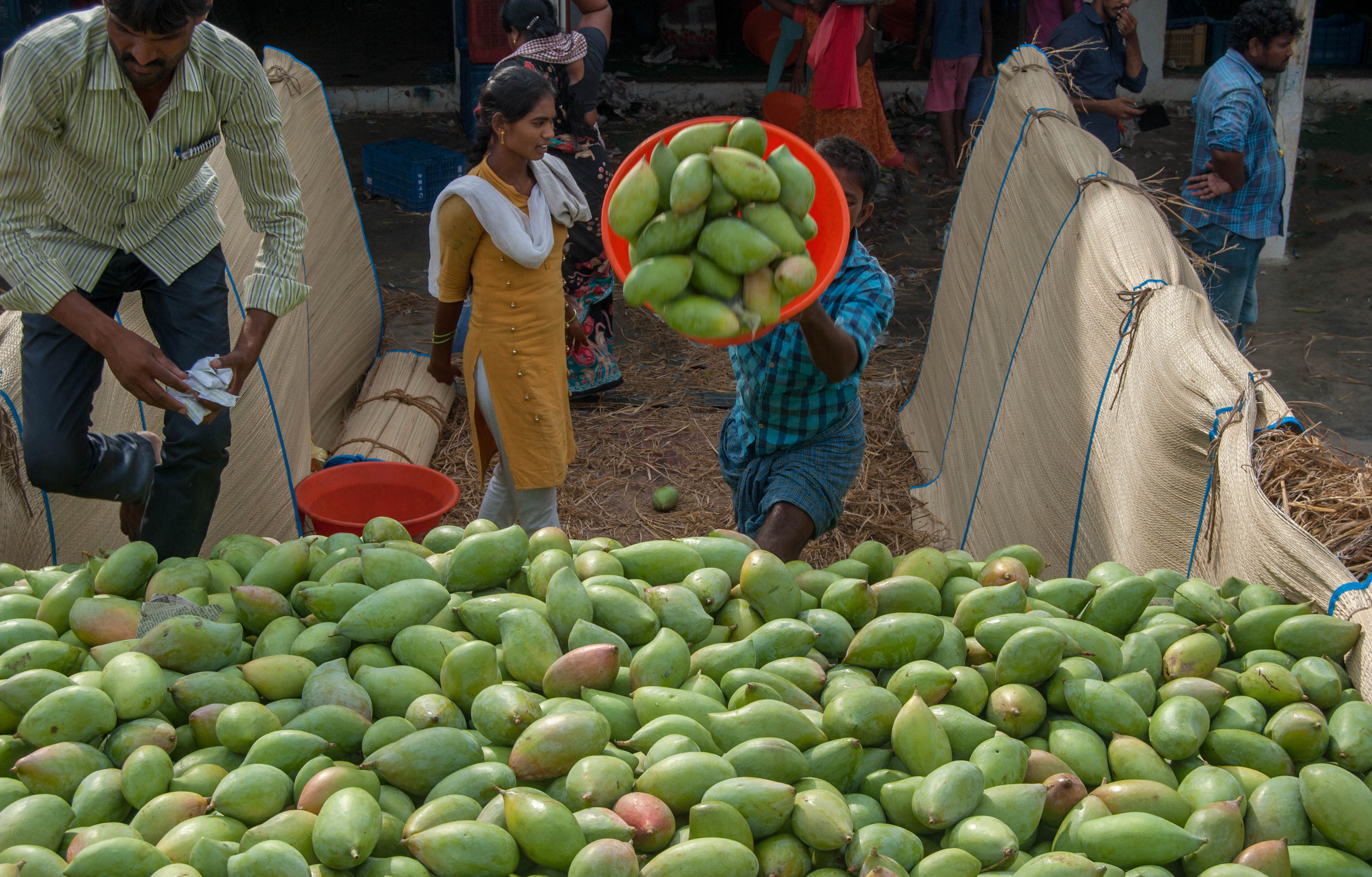 mangoes