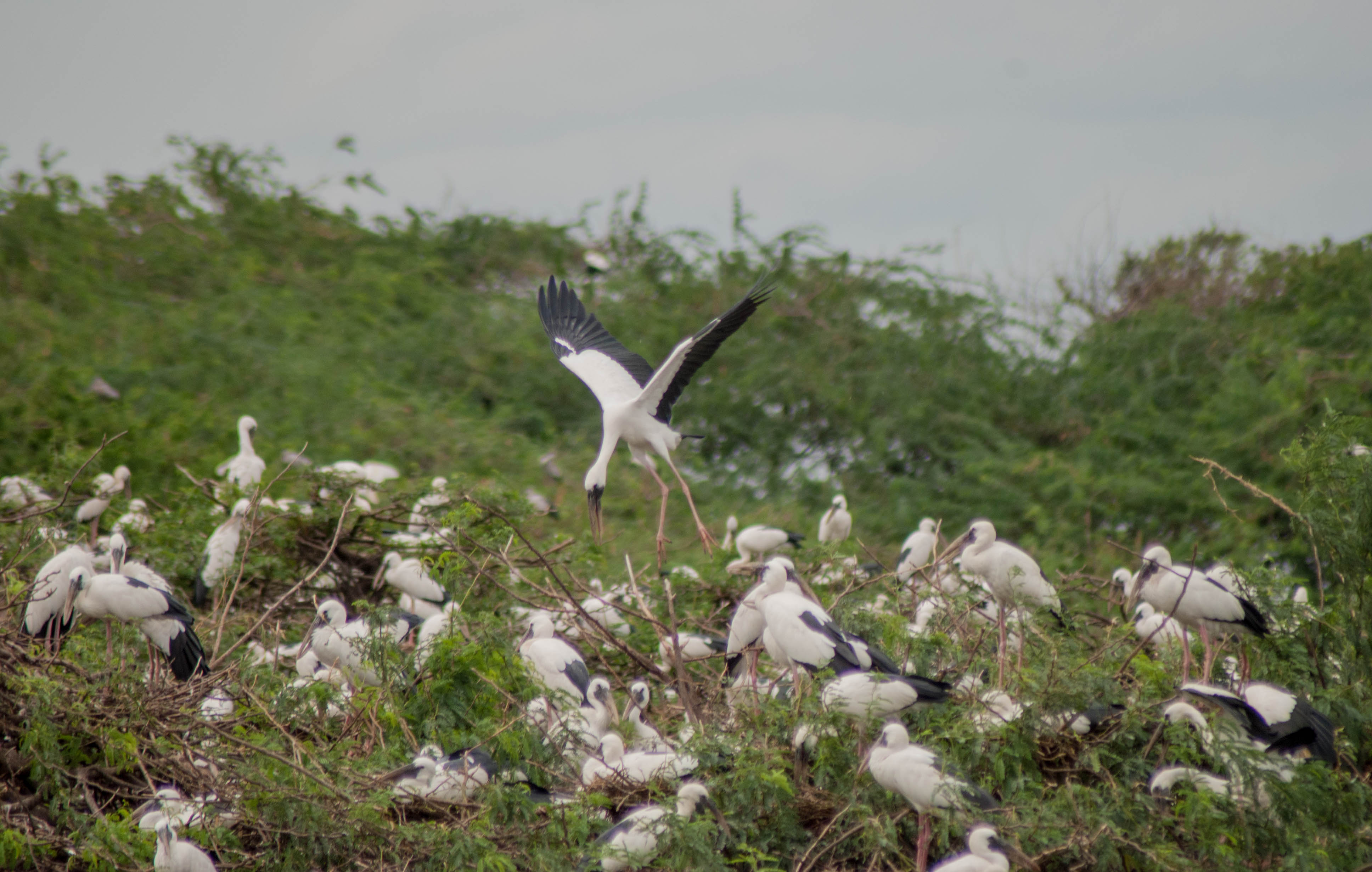 birds