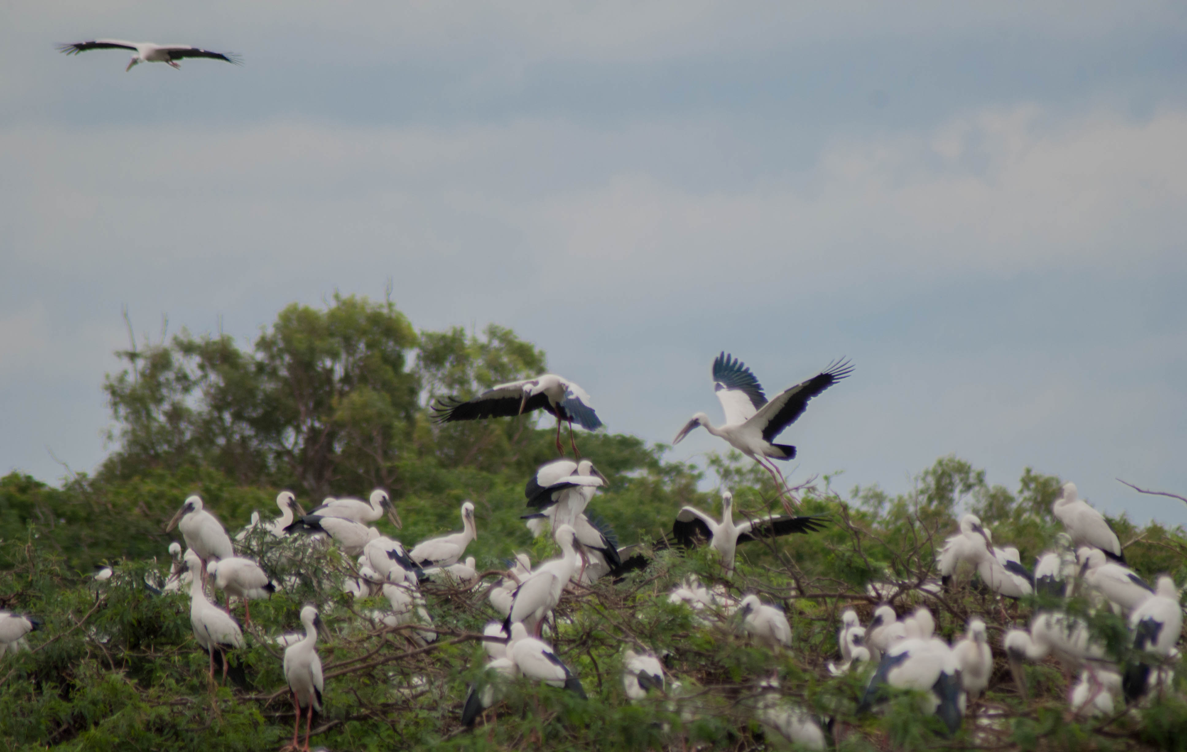 birds