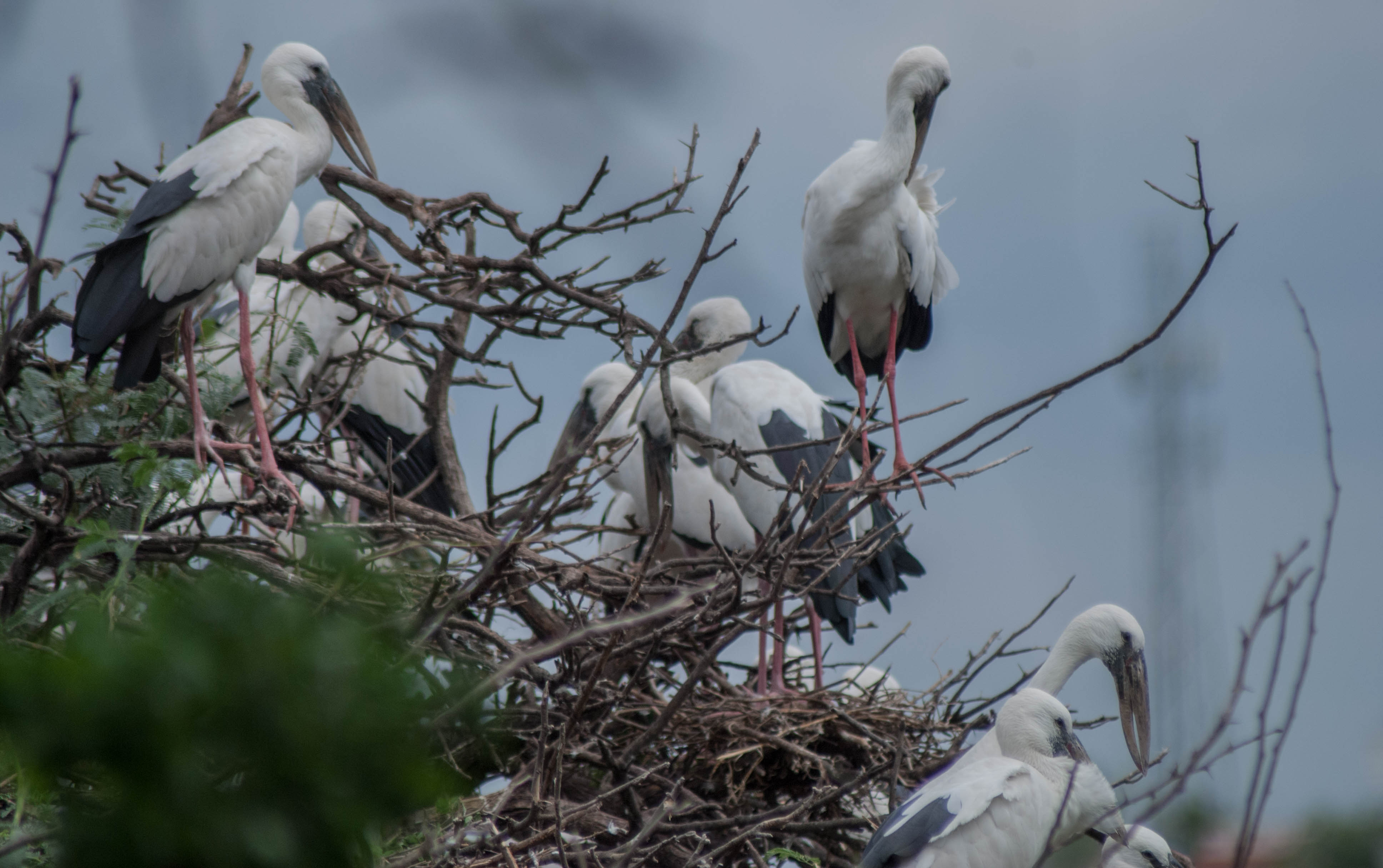 birds