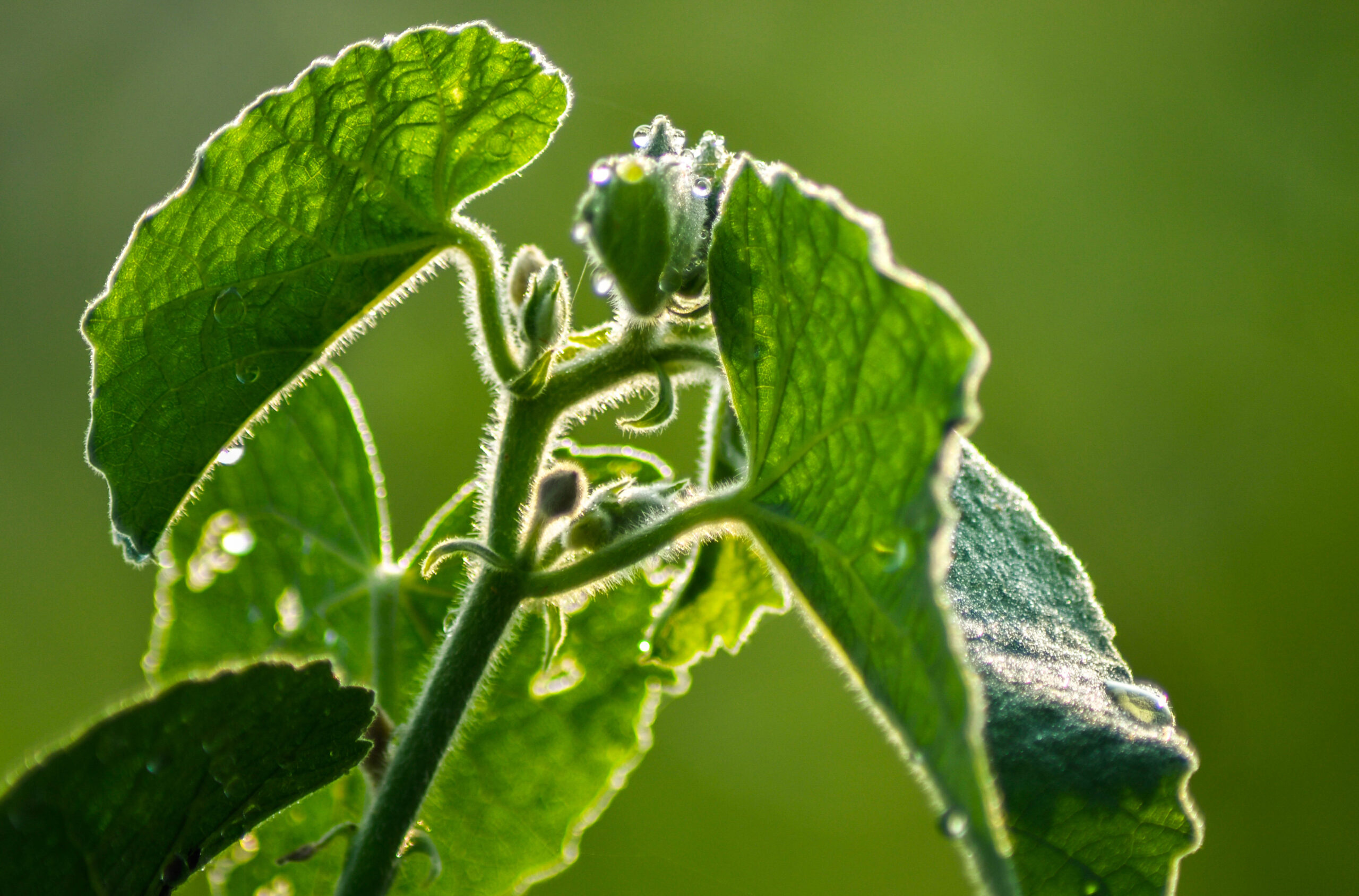 green