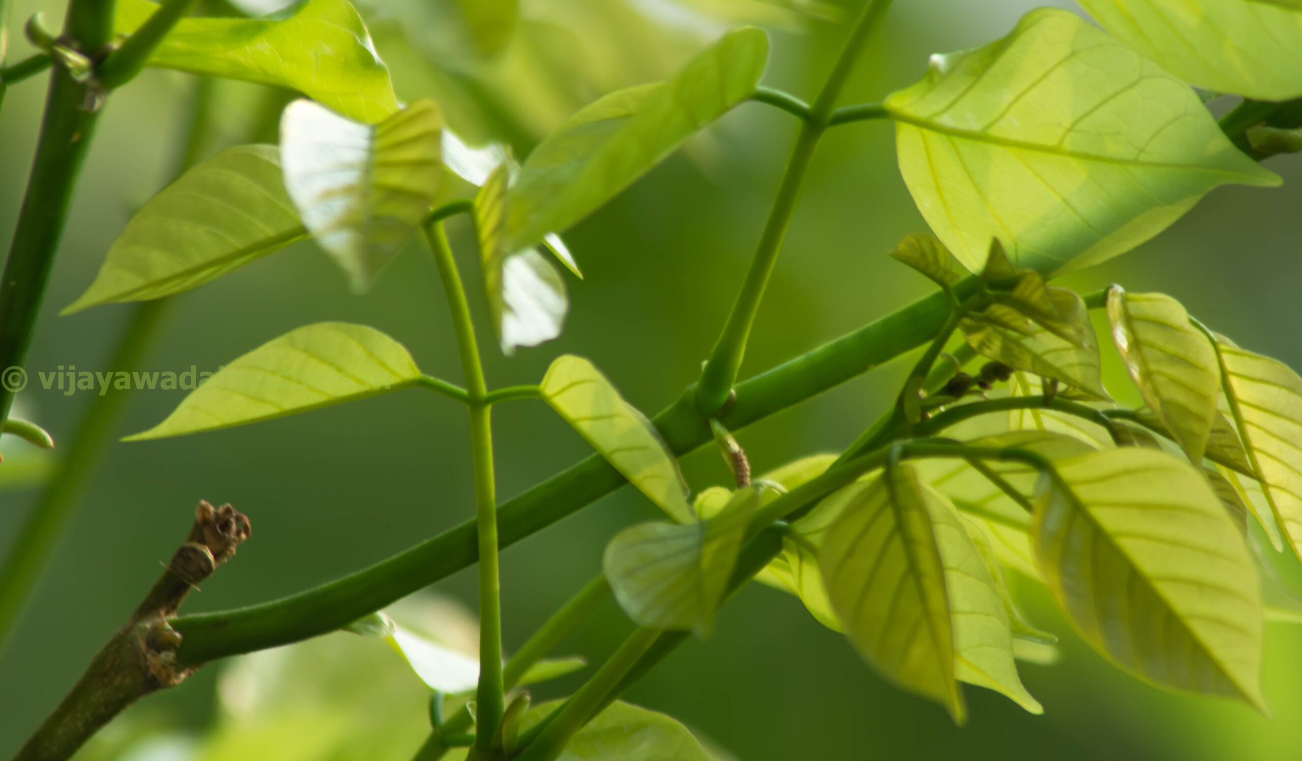 leaves