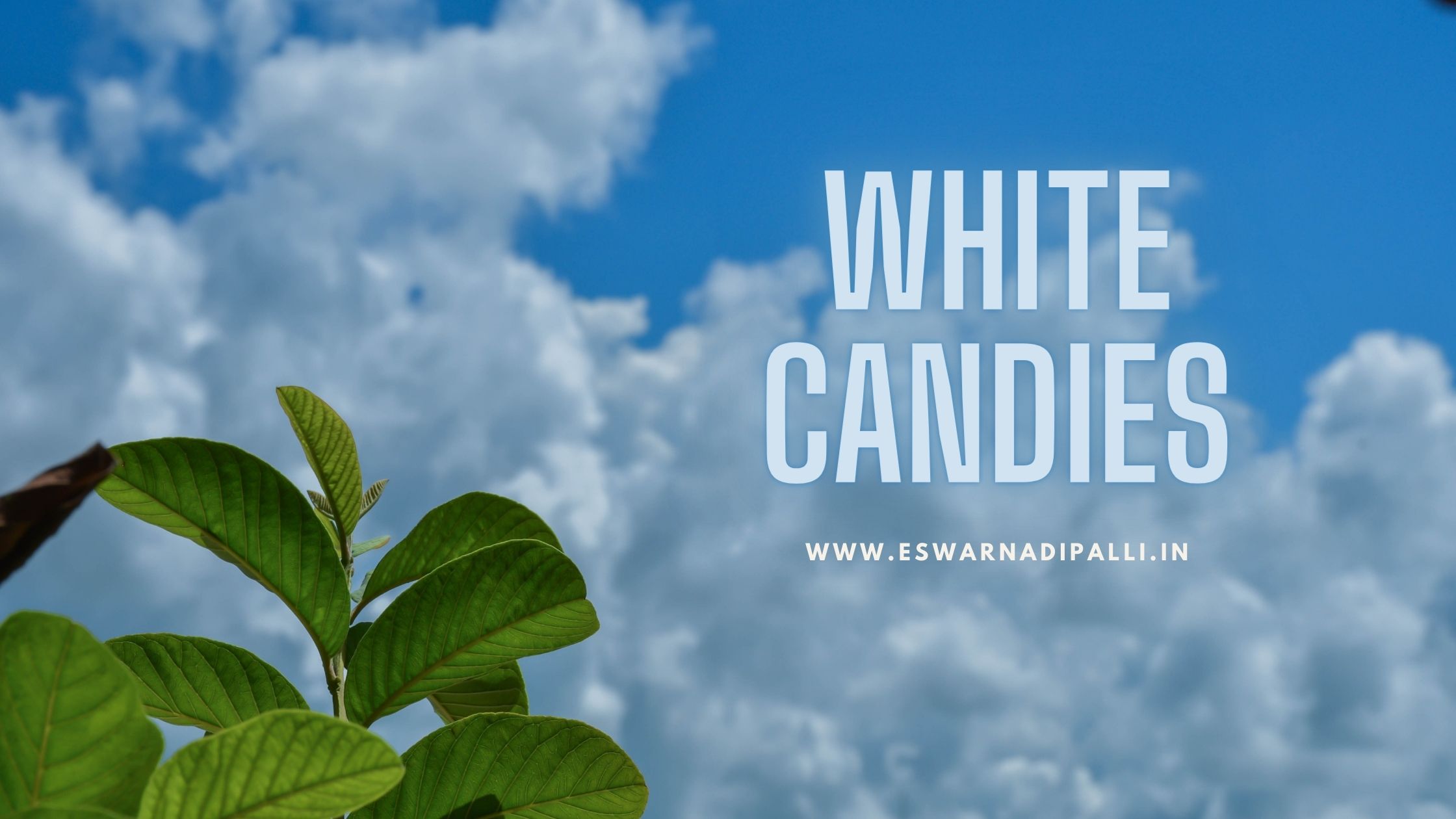 WHITE CANDIES